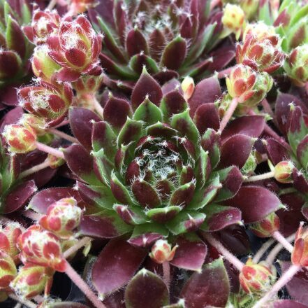Saulrietenis 'Cinnamon Starburst'